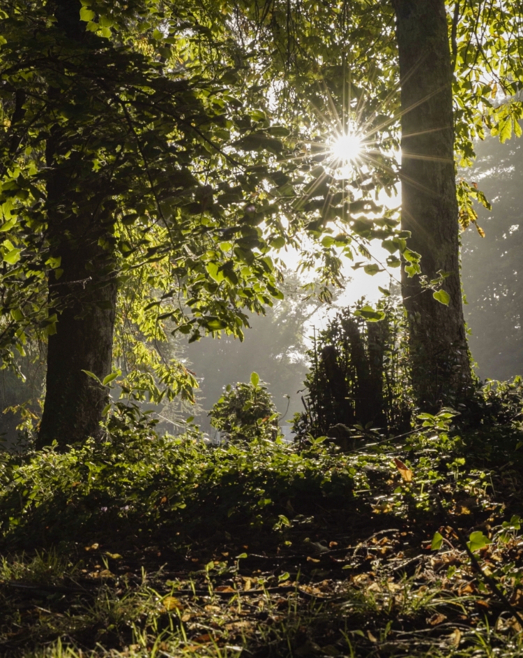 Forêt du Chateau le Saz